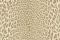 Roberto Cavalli Roberto Cavalli №9 21043