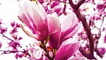For Wall Соло (Solo) 1341P8