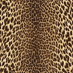Roberto Cavalli Roberto Cavalli №9 21041