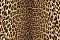 Roberto Cavalli Roberto Cavalli №9 21041