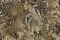 Decori-Decori Каррара 3 (Carrara 3) 84613