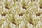 Roberto Cavalli Roberto Cavalli №9 21008
