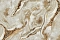 Decori-Decori Каррара 3 (Carrara 3) 84651